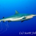 shark_greyreef_kk_h_0705_png1543.jpg
